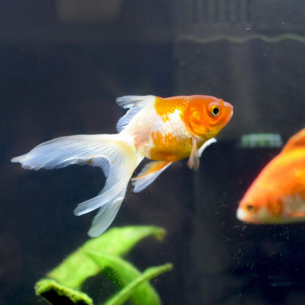Gold Salt - Aquarium Water Treatment - Seachem