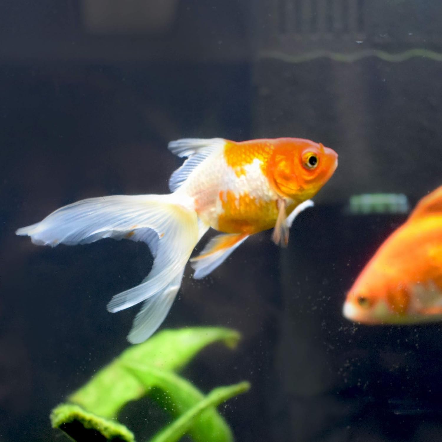Gold Salt - Aquarium Water Treatment - Seachem