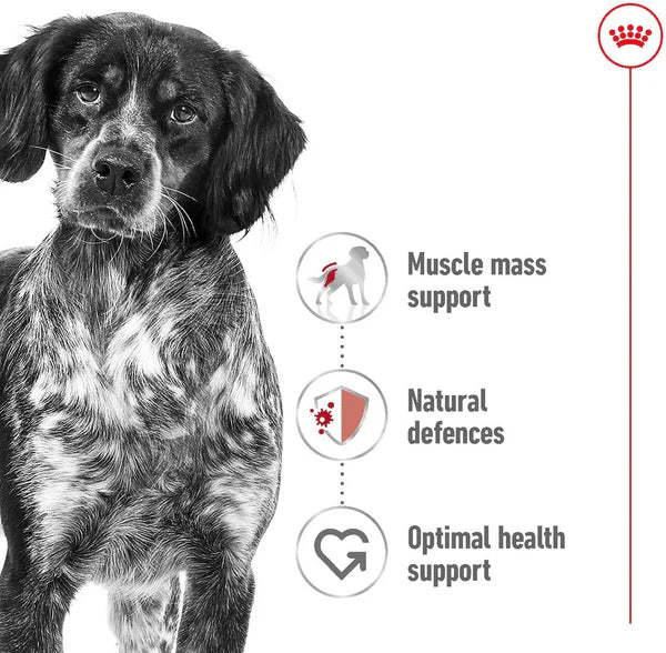 Royal Canin Medium Adult Dry Dog Food