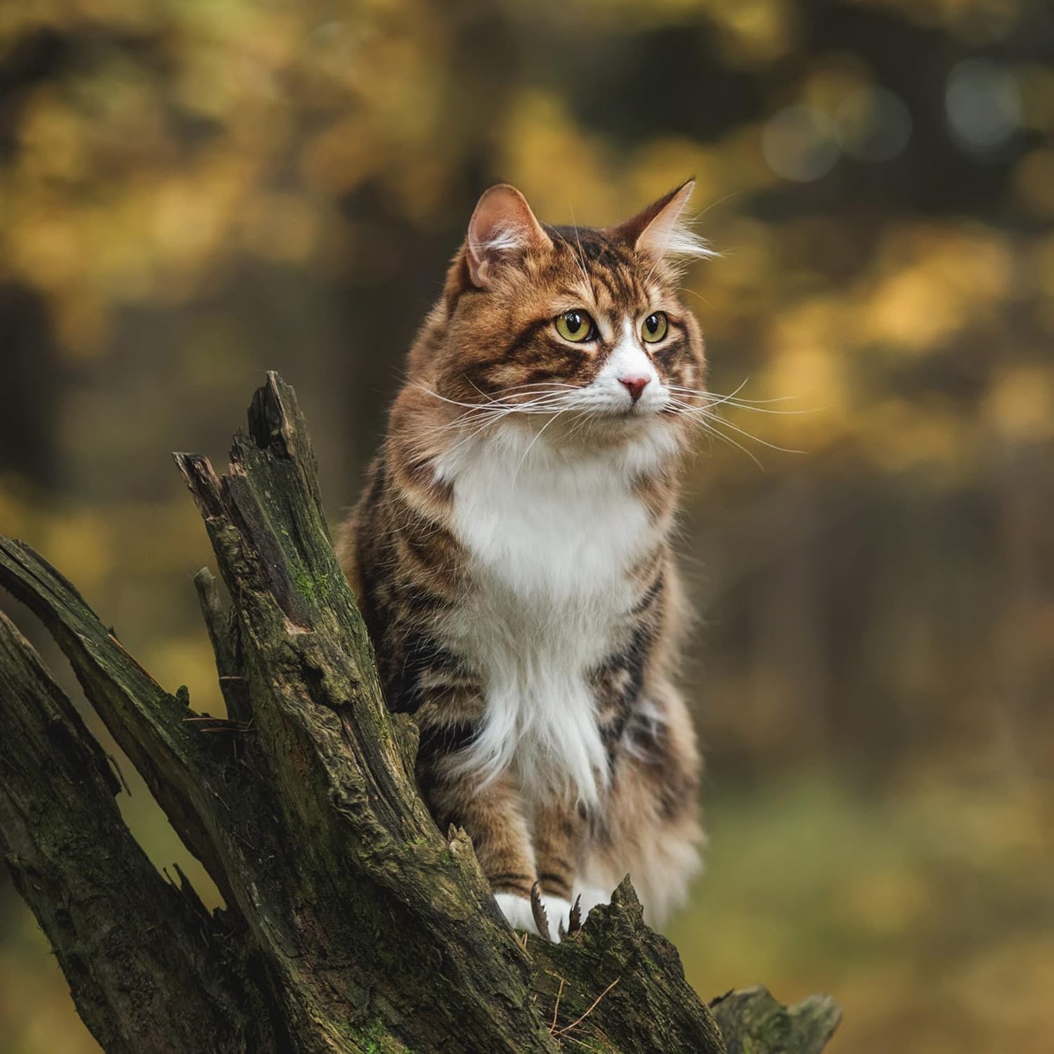 Arden Grange Grain Free Adult Fresh Chicken & Potato Dry Cat Food - 4KG