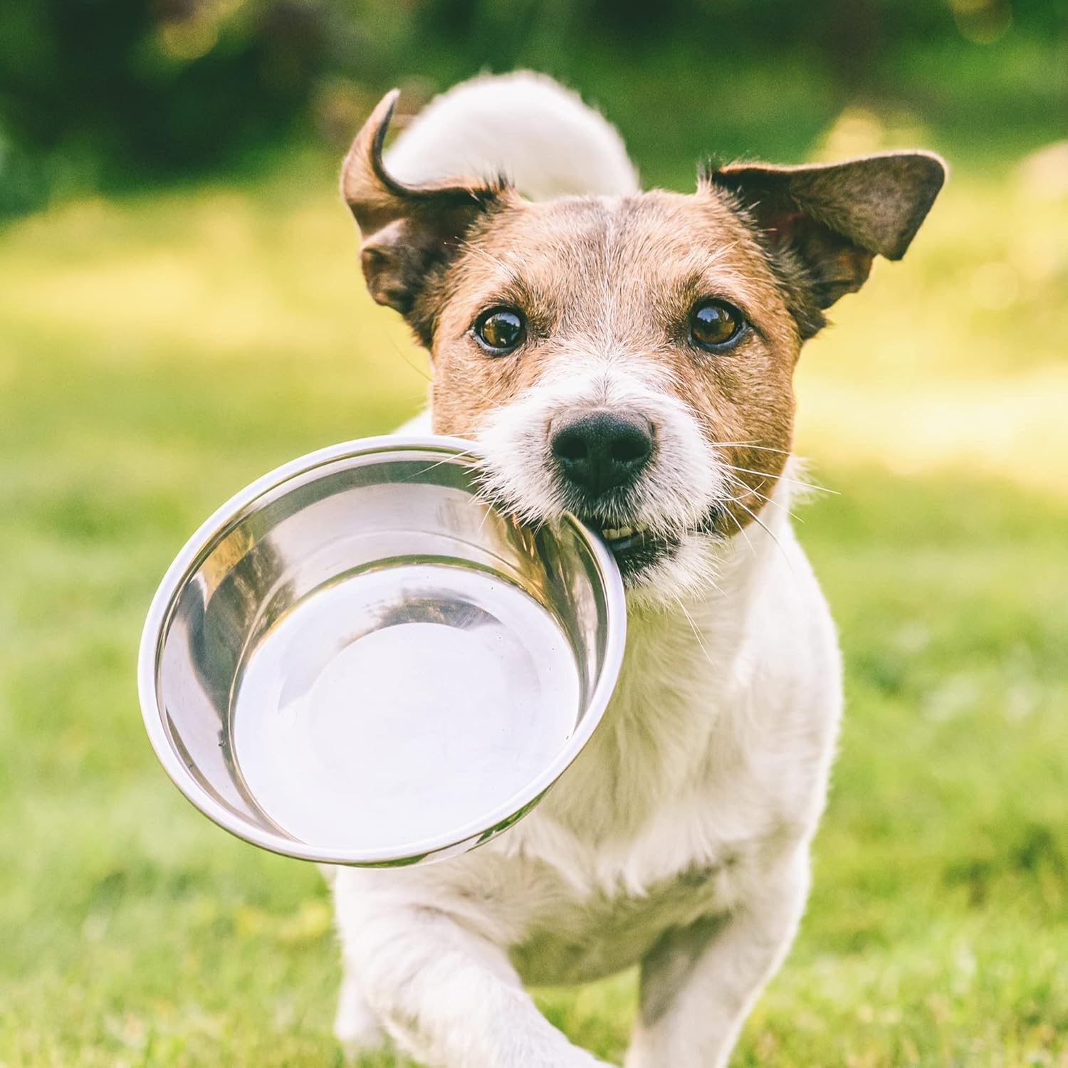 Arden Grange Adult Fresh Salmon & Rice Dry Dog Food - 12KG