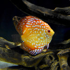 Discus Buffer - Water Conditioner - Seachem