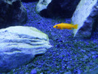 Cichlid Lake Salt - Seachem