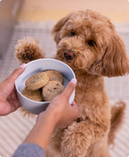 Open Farm Freeze Dried Raw Grass Fed Beef Patties Dry Dog Food 297G