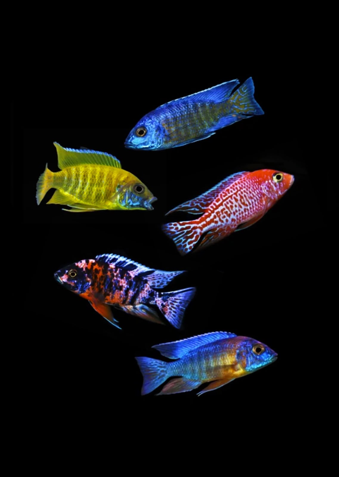 Chichlids
