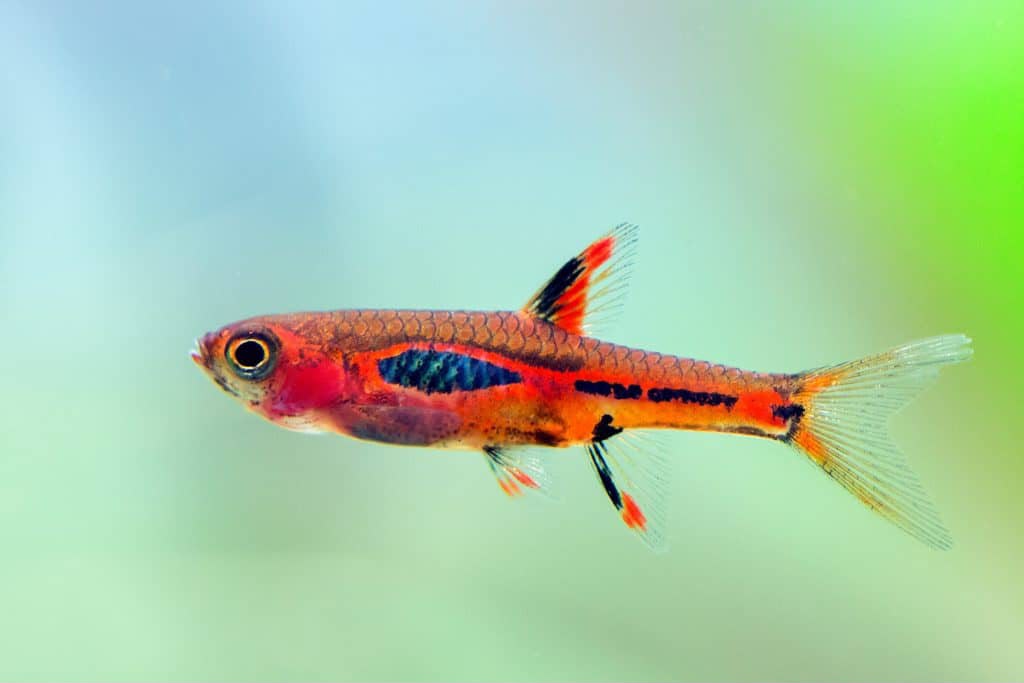 Chilli Rasbora